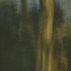 Louise Dudis, Tree 9, 2009
